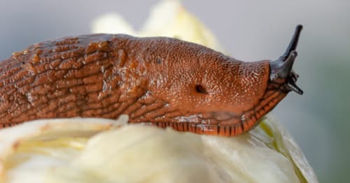 Kuidas õigesti hävitada mustpeanälkjaid ja hispaania teetigusid?